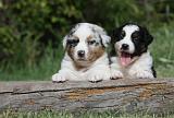 BERGER AUSTRALIEN PUPPIES 307